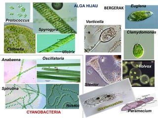 BERGERAK
CYANOBACTERIA
ALGA HIJAU
Anabaena Oscillatoria
Nostoc
Spirulina
Stentor
Vorticella
Euglena
Clamydomonas
Volvox
Ulotrix
Spyrogyra
Protococcus
Chlorella
Paramecium
 