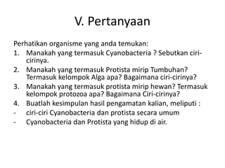V. Pertanyaan
Perhatikan organisme yang anda temukan:
1. Manakah yang termasuk Cyanobacteria ? Sebutkan ciri-
cirinya.
2. Manakah yang termasuk Protista mirip Tumbuhan?
Termasuk kelompok Alga apa? Bagaimana ciri-cirinya?
3. Manakah yang termasuk protista mirip hewan? Termasuk
kelompok protozoa apa? Bagaimana Ciri-cirinya?
4. Buatlah kesimpulan hasil pengamatan kalian, meliputi :
- ciri-ciri Cyanobacteria dan protista secara umum
- Cyanobacteria dan Protista yang hidup di air.
 