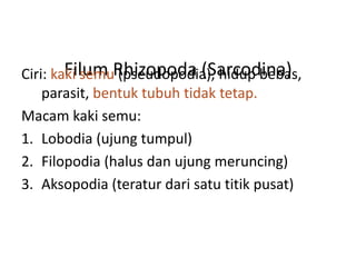 Filum Rhizopoda (Sarcodina)
Ciri: kaki semu (pseudopodia), hidup bebas,
parasit, bentuk tubuh tidak tetap.
Macam kaki semu:
1. Lobodia (ujung tumpul)
2. Filopodia (halus dan ujung meruncing)
3. Aksopodia (teratur dari satu titik pusat)
 