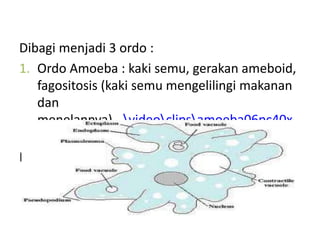 Dibagi menjadi 3 ordo :
1. Ordo Amoeba : kaki semu, gerakan ameboid,
fagositosis (kaki semu mengelilingi makanan
dan
menelannya)...videoclipsamoeba06pc40x.
mpg
Bagian tubuh amoeba:
 