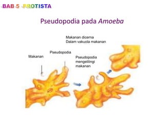 Pseudopodia pada Amoeba
Makanan
Pseudopodia
Makanan dicerna
Dalam vakuola makanan
Pseudopodia
mengelilingi
makanan
 
