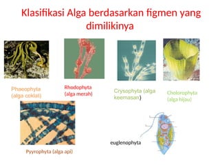 Figmen protista new. ppt ganggang alga. new pptx | PPTX