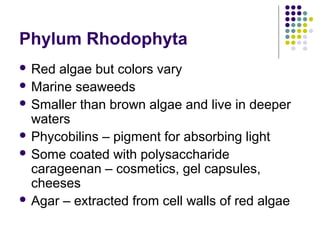 Phylum Rhodophyta
 Red algae but colors vary
 Marine seaweeds
 Smaller than brown algae and live in deeper
waters
 Phycobilins – pigment for absorbing light
 Some coated with polysaccharide
carageenan – cosmetics, gel capsules,
cheeses
 Agar – extracted from cell walls of red algae
 