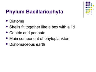 Phylum Bacillariophyta
 Diatoms
 Shells fit together like a box with a lid
 Centric and pennate
 Main component of phytoplankton
 Diatomaceous earth
 