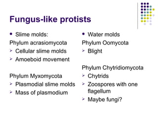 Fungus-like protists
 Slime molds:
Phylum acrasiomycota
 Cellular slime molds
 Amoeboid movement
Phylum Myxomycota
 Plasmodial slime molds
 Mass of plasmodium
 Water molds
Phylum Oomycota
 Blight
Phylum Chytridiomycota
 Chytrids
 Zoospores with one
flagellum
 Maybe fungi?
 