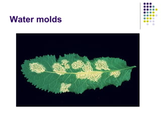 Water molds
 
