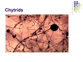 Chytrids
 