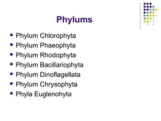 Phylums
 Phylum Chlorophyta
 Phylum Phaeophyta
 Phylum Rhodophyta
 Phylum Bacillariophyta
 Phylum Dinoflagellata
 Phylum Chrysophyta
 Phyla Euglenohyta
 