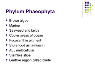 Phylum Phaeophyta
 Brown algae
 Marine
 Seaweed and kelps
 Cooler areas of ocean
 Fucoxanthin pigment
 Store food as laminarin
 ALL multicellular
 Stemlike stipe
 Leaflike region called blade
 