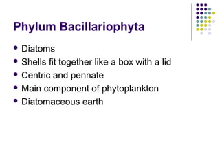 Phylum Bacillariophyta
 Diatoms
 Shells fit together like a box with a lid
 Centric and pennate
 Main component of phytoplankton
 Diatomaceous earth
 