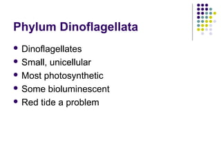 Phylum Dinoflagellata
 Dinoflagellates
 Small, unicellular
 Most photosynthetic
 Some bioluminescent
 Red tide a problem
 