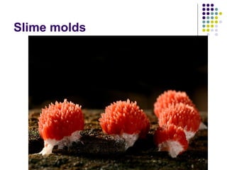 Slime molds
 