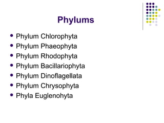 Phylums
 Phylum Chlorophyta
 Phylum Phaeophyta
 Phylum Rhodophyta
 Phylum Bacillariophyta
 Phylum Dinoflagellata
 Phylum Chrysophyta
 Phyla Euglenohyta
 