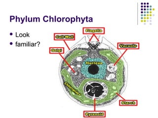 Phylum Chlorophyta
 Look
 familiar?
 
