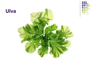Ulva
 