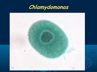 ChlamydomonasChlamydomonas
 