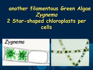 another filamentous Green Algaeanother filamentous Green Algae
ZygnemaZygnema
2 Star-shaped chloroplasts per2 Star-shaped chloroplasts per
cellscells
 