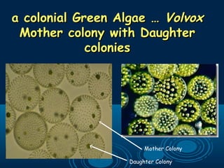 a colonial Green Algae …a colonial Green Algae … VolvoxVolvox
Mother colony with DaughterMother colony with Daughter
coloniescolonies
Mother Colony
Daughter Colony
 