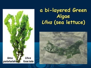 a bi-layered Greena bi-layered Green
AlgaeAlgae
UlvaUlva (sea lettuce)(sea lettuce)
 
