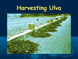 Harvesting UlvaHarvesting Ulva
 