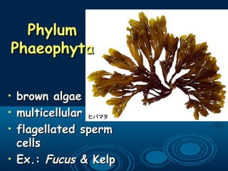 PhylumPhylum
PhaeophytaPhaeophyta
• brown algaebrown algae
• multicellularmulticellular
• flagellated spermflagellated sperm
cellscells
• Ex.:Ex.: FucusFucus & Kelp& Kelp
 