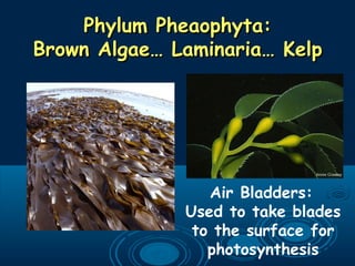 Phylum Pheaophyta:Phylum Pheaophyta:
Brown Algae… Laminaria… KelpBrown Algae… Laminaria… Kelp
Air Bladders:
Used to take blades
to the surface for
photosynthesis
 