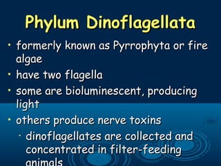 • formerly known as Pyrrophyta or fireformerly known as Pyrrophyta or fire
algaealgae
• have two flagellahave two flagella
• some are bioluminescent, producingsome are bioluminescent, producing
lightlight
• others produce nerve toxinsothers produce nerve toxins
•
dinoflagellates are collected anddinoflagellates are collected and
concentrated in filter-feedingconcentrated in filter-feeding
Phylum DinoflagellataPhylum Dinoflagellata
 