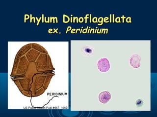 Phylum DinoflagellataPhylum Dinoflagellata
ex.ex. PeridiniumPeridinium
 