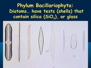 Phylum Bacillariophyta:Phylum Bacillariophyta:
Diatoms… have tests (shells) thatDiatoms… have tests (shells) that
contain silica (SiOcontain silica (SiO22), or glass), or glass
 