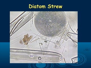 Diatom StrewDiatom Strew
 