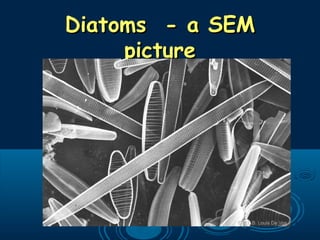 Diatoms - a SEMDiatoms - a SEM
picturepicture
 