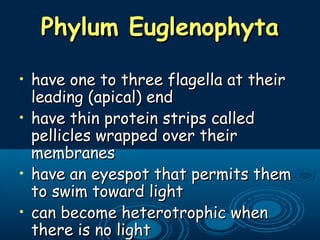 Phylum EuglenophytaPhylum Euglenophyta
• have one to three flagella at theirhave one to three flagella at their
leading (apical) endleading (apical) end
• have thin protein strips calledhave thin protein strips called
pellicles wrapped over theirpellicles wrapped over their
membranesmembranes
• have an eyespot that permits themhave an eyespot that permits them
to swim toward lightto swim toward light
• can become heterotrophic whencan become heterotrophic when
there is no lightthere is no light
 