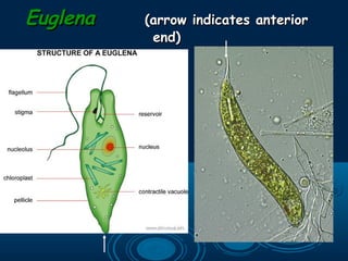 EuglenaEuglena (arrow indicates anterior(arrow indicates anterior
end)end)
 