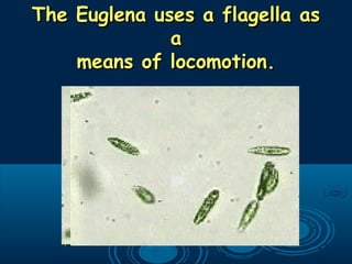 The Euglena uses a flagella asThe Euglena uses a flagella as
aa
means of locomotion.means of locomotion.
 