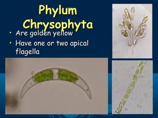 PhylumPhylum
ChrysophytaChrysophyta
• Are golden yellowAre golden yellow
• Have one or two apicalHave one or two apical
flagellaflagella
 