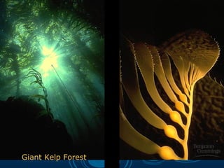 Giant Kelp Forest
 