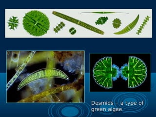 Desmids – a type ofDesmids – a type of
green algaegreen algae
 