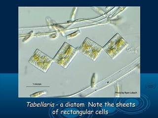 TabellariaTabellaria - a diatom Note the sheets- a diatom Note the sheets
of rectangular cellsof rectangular cells
 
