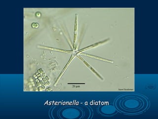 AsterionellaAsterionella - a diatom- a diatom
 
