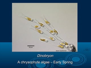 DinobryonDinobryon
A chrysophyte algae – Early SpringA chrysophyte algae – Early Spring
 