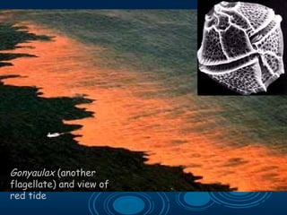 Gonyaulax (another
flagellate) and view of
red tide
 