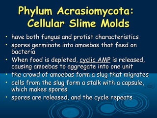 Phylum Acrasiomycota:Phylum Acrasiomycota:
Cellular Slime MoldsCellular Slime Molds
• have both fungus and protist characteristicshave both fungus and protist characteristics
• spores germinate into amoebas that feed onspores germinate into amoebas that feed on
bacteriabacteria
• When food is depleted,When food is depleted, cyclic AMPcyclic AMP is released,is released,
causing amoebas to aggregate into one unitcausing amoebas to aggregate into one unit
• the crowd of amoebas form a slug that migratesthe crowd of amoebas form a slug that migrates
• cells from the slug form a stalk with a capsule,cells from the slug form a stalk with a capsule,
which makes sporeswhich makes spores
• spores are released, and the cycle repeatsspores are released, and the cycle repeats
 
