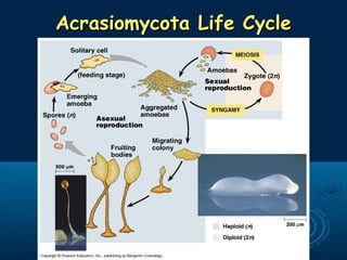Acrasiomycota Life CycleAcrasiomycota Life Cycle
 