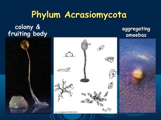 Phylum AcrasiomycotaPhylum Acrasiomycota
aggregatingaggregating
amoebasamoebas
colony &
fruiting body
 