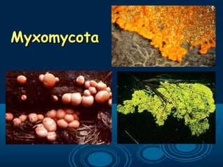 MyxomycotaMyxomycota
 