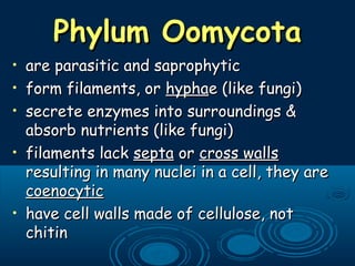 Phylum OomycotaPhylum Oomycota
• are parasitic and saprophyticare parasitic and saprophytic
• form filaments, orform filaments, or hyphahyphae (like fungi)e (like fungi)
• secrete enzymes into surroundings &secrete enzymes into surroundings &
absorb nutrients (like fungi)absorb nutrients (like fungi)
• filaments lackfilaments lack septasepta oror cross wallscross walls
resulting in many nuclei in a cell, they areresulting in many nuclei in a cell, they are
coenocyticcoenocytic
• have cell walls made of cellulose, nothave cell walls made of cellulose, not
chitinchitin
 