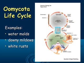 Examples:Examples:
• water moldswater molds
• downy mildewsdowny mildews
• white rustswhite rusts
OomycotaOomycota
Life CycleLife Cycle
 