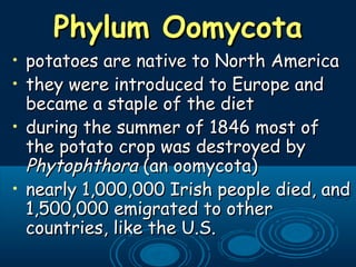 Phylum OomycotaPhylum Oomycota
• potatoes are native to North Americapotatoes are native to North America
• they were introduced to Europe andthey were introduced to Europe and
became a staple of the dietbecame a staple of the diet
• during the summer of 1846 most ofduring the summer of 1846 most of
the potato crop was destroyed bythe potato crop was destroyed by
PhytophthoraPhytophthora (an oomycota)(an oomycota)
• nearly 1,000,000 Irish people died, andnearly 1,000,000 Irish people died, and
1,500,000 emigrated to other1,500,000 emigrated to other
countries, like the U.S.countries, like the U.S.
 