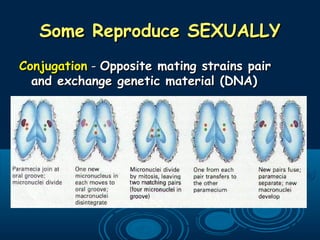 Some Reproduce SEXUALLYSome Reproduce SEXUALLY
ConjugationConjugation -- Opposite mating strains pairOpposite mating strains pair
and exchange genetic material (DNA)and exchange genetic material (DNA)
 