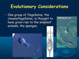 Evolutionary ConsiderationsEvolutionary Considerations
• One group of flagellates, theOne group of flagellates, the
choanoflagellates, is thought tochoanoflagellates, is thought to
have given rise to the simplesthave given rise to the simplest
animals, the sponges.animals, the sponges.
 